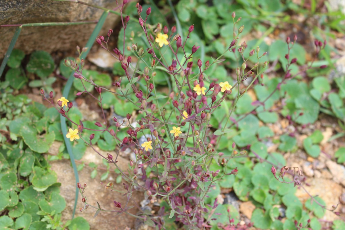 Hypericum japonicum Thunb.